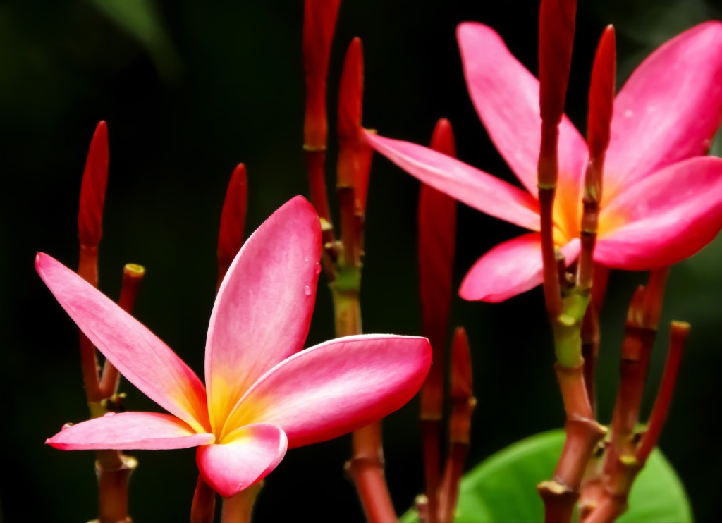 存在取向家長工作