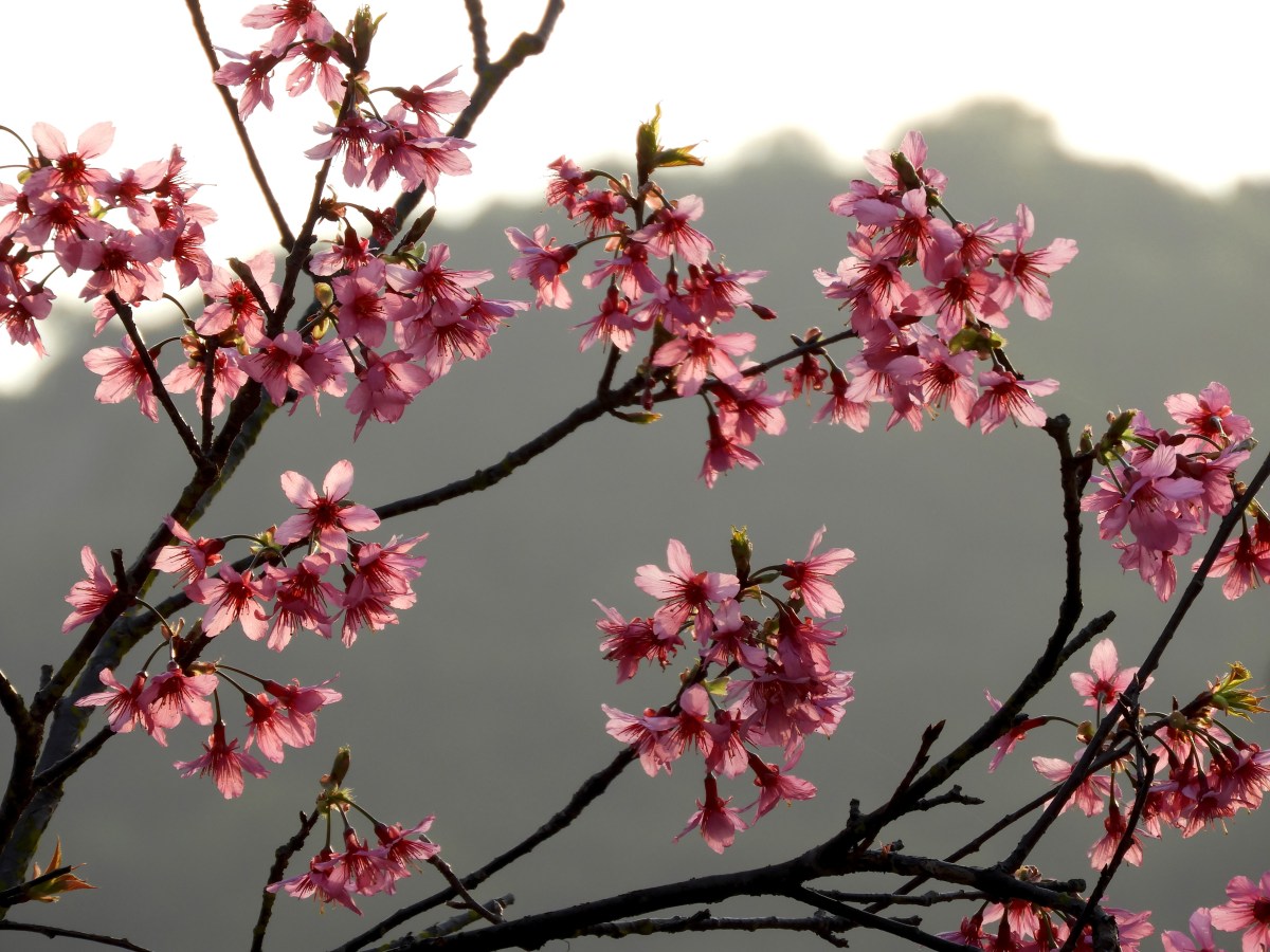 生態學取向青年培力