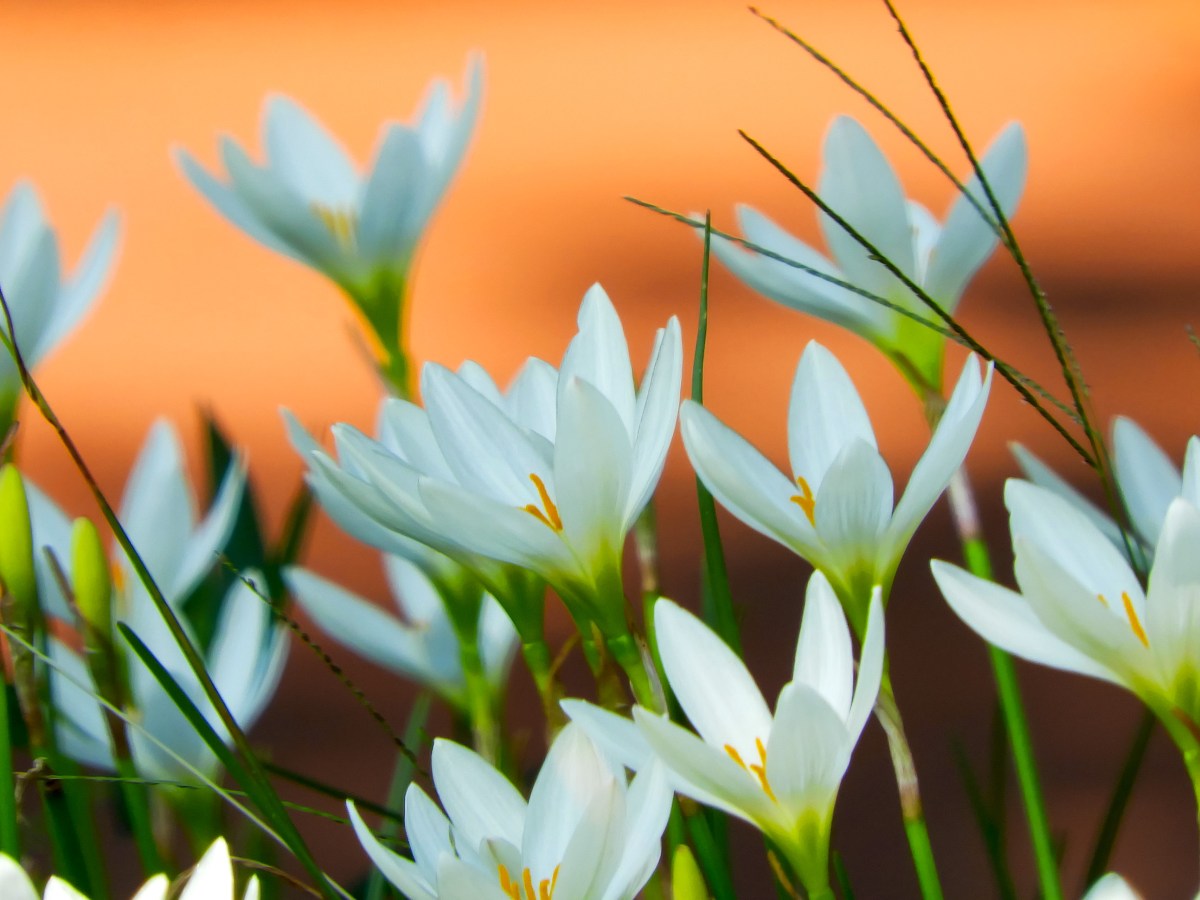 人本主義取向青年培力