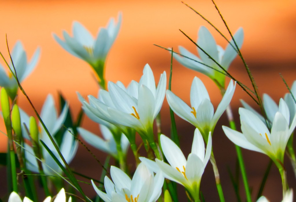 人本主義取向青年培力