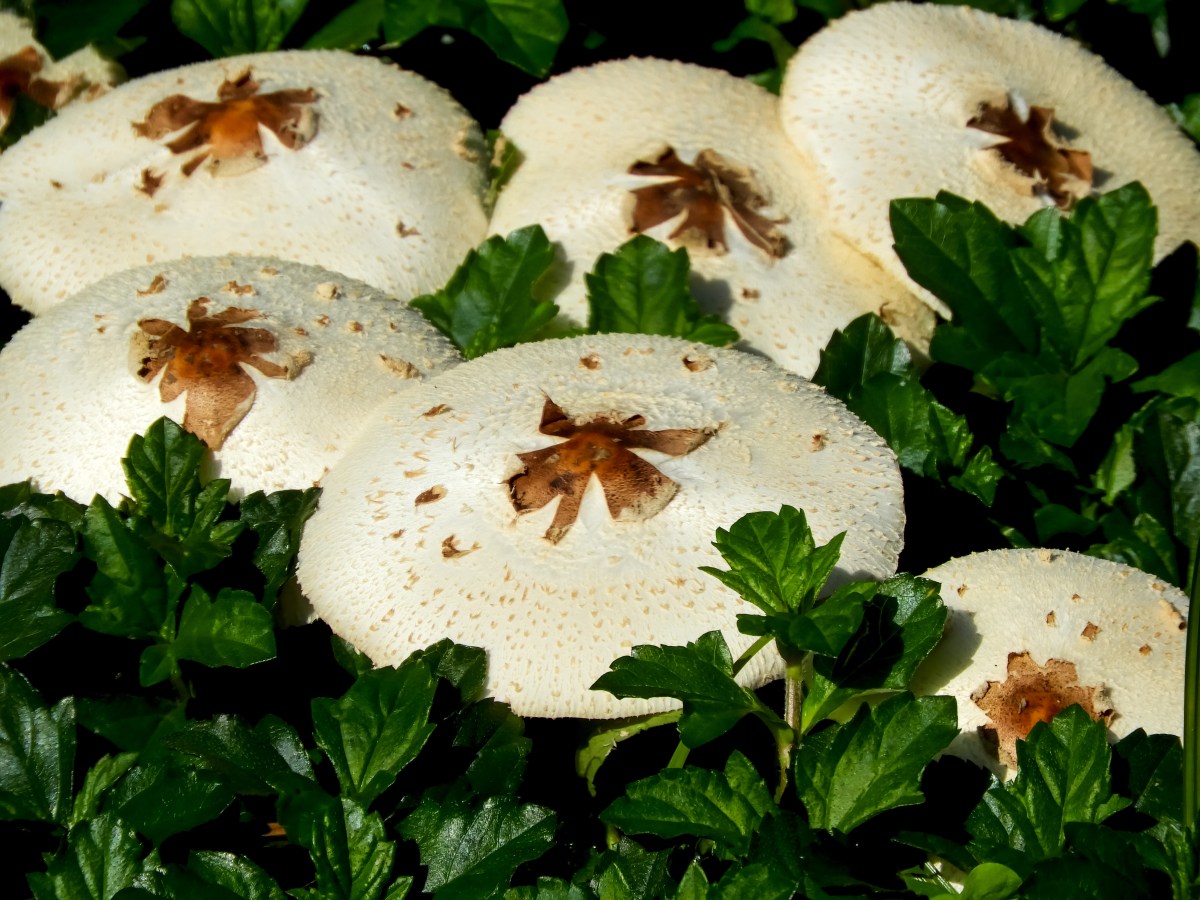 後現代取向青年培力